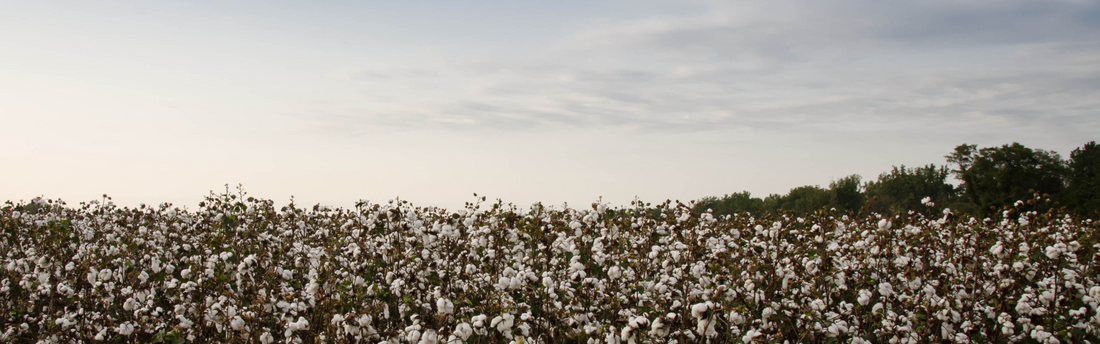 Champ de coton biologique – Engagement écoresponsable de la collection Bio Lunettes Pour Tous
